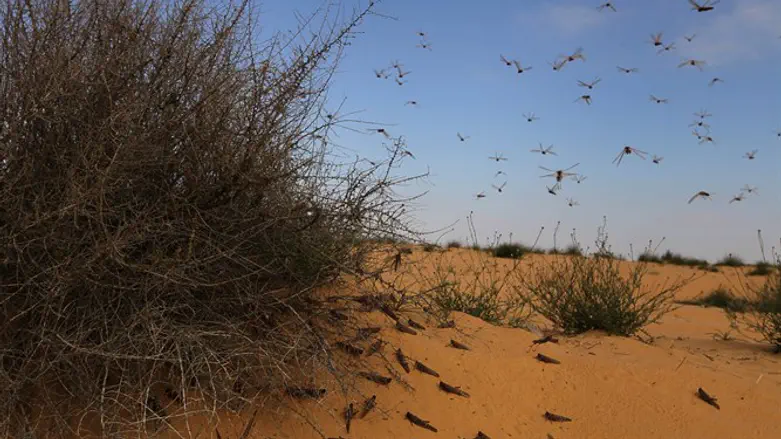 Locust invasion