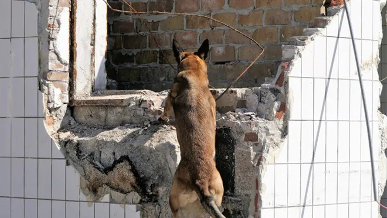 Search and rescue dog