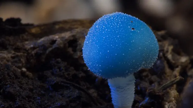 הקסם שמתחתינו