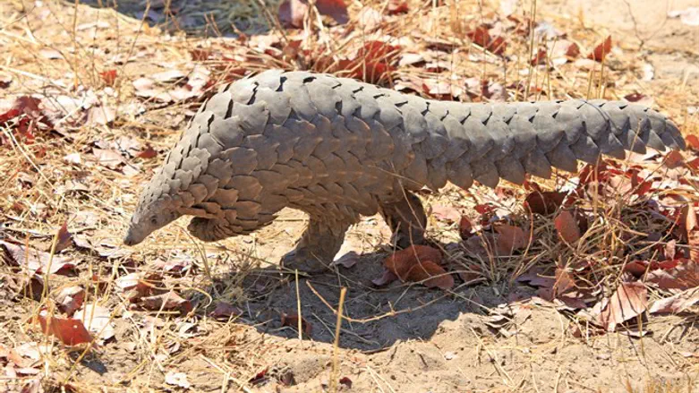 Панголин. Иллюстрация