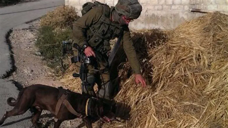 Dog from IDF Oketz Unit