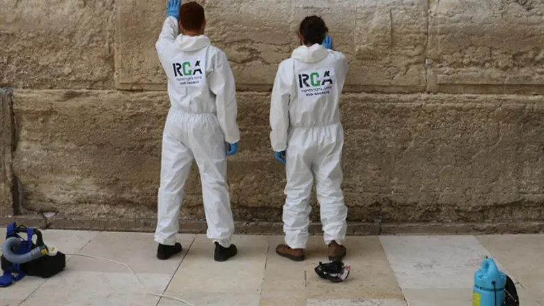 חיטוי הכותל