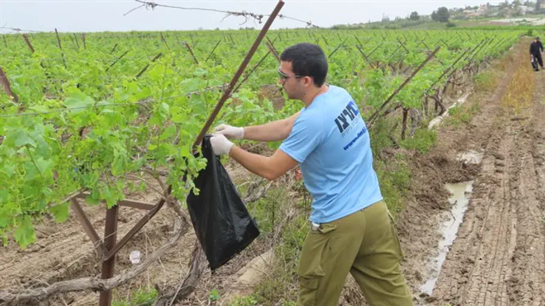 פעילי 'אם תרצו' זומרים את הגפנים בית עוזיאל