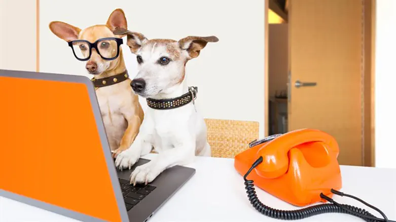 גם כלבים צריכים משקפיים?