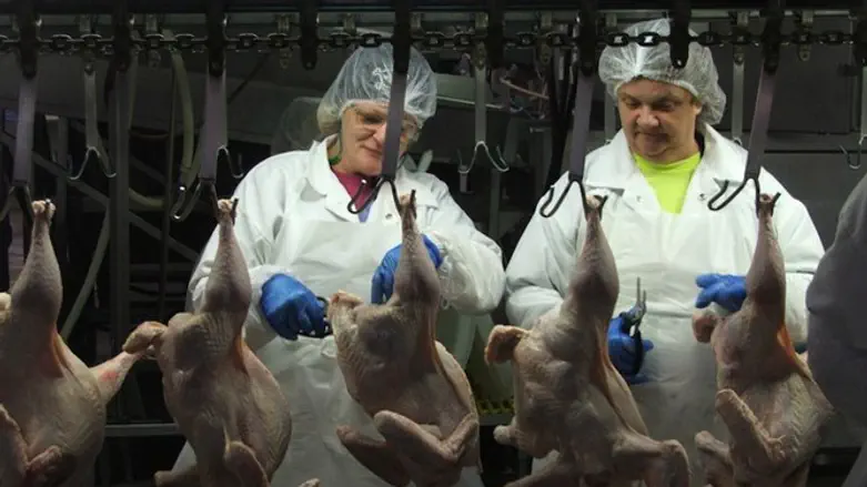 Assembly line at Empire Kosher's poultry plant in central Pennsylvania