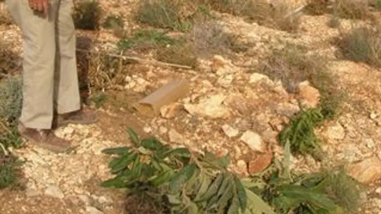 העצים עקורים במטע