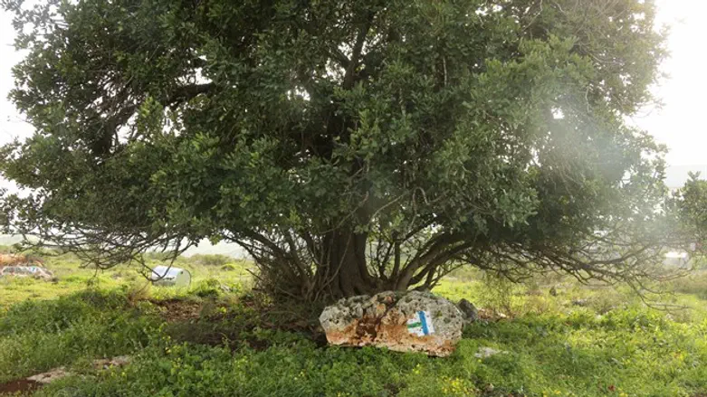 מסלול גתות ברקן