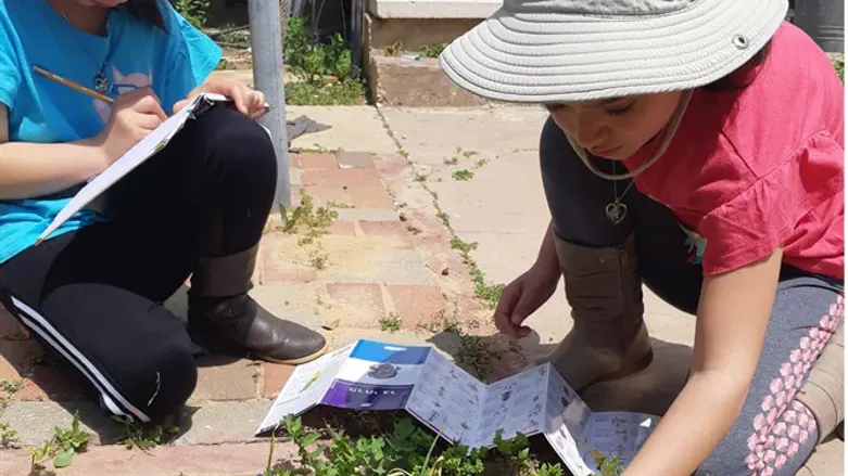 להיות פקח צעיר