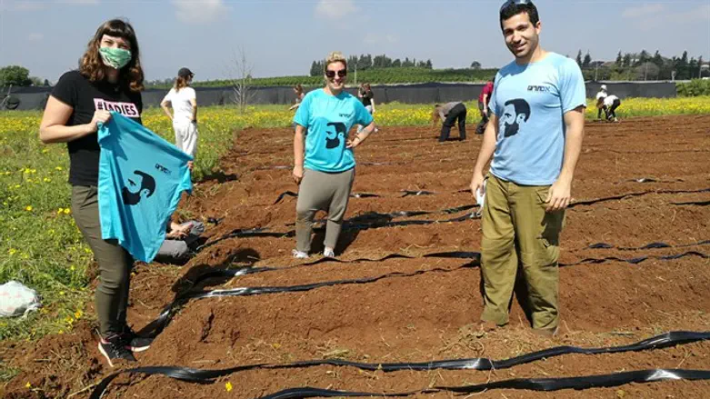 פעילי אם תרצו בהתנדבות