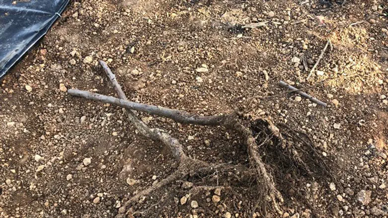 עצים שנעקרו