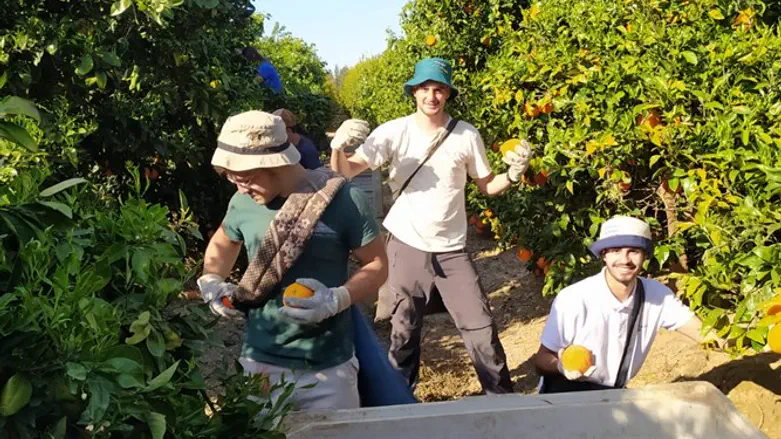 חניכי המכינות מתנדבים בשטח בימי הקורונה