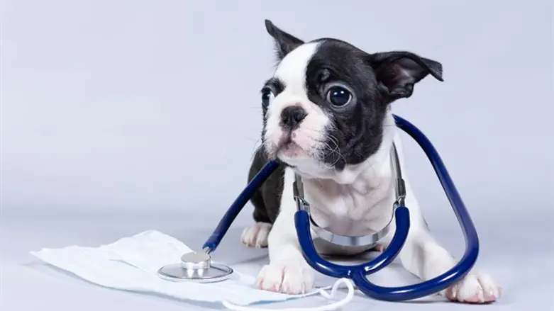 הדוגטור בפעולה