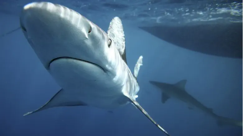 Акула. Иллюстрация