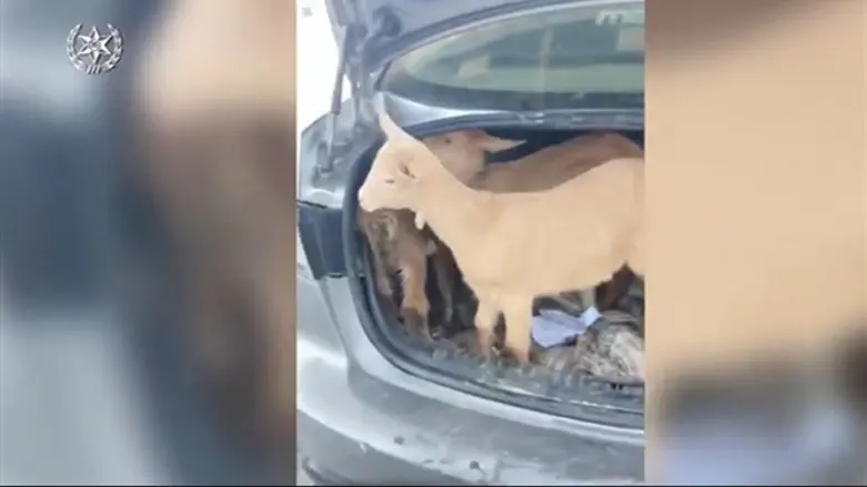 Козы для жертвоприношения на Песах