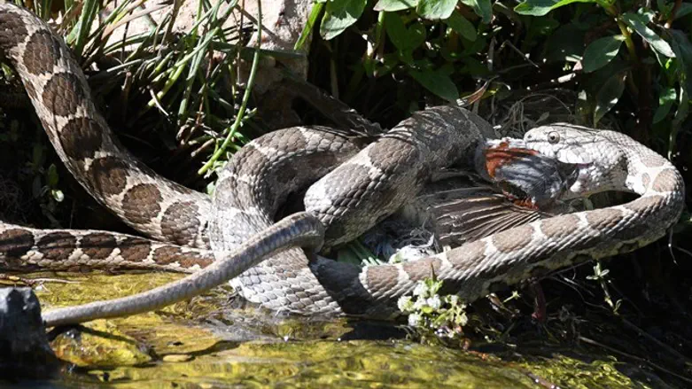 זעמן טורף דרור 