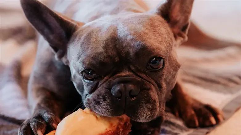 חטיפים לכלבים