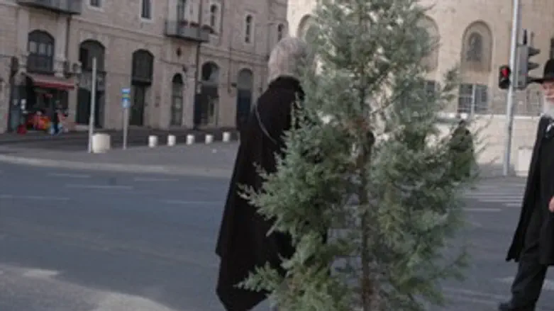 אשוח במרכז ירושלים. אילוסטרציה