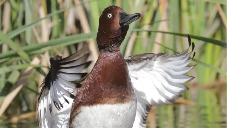ברווז השוקולד