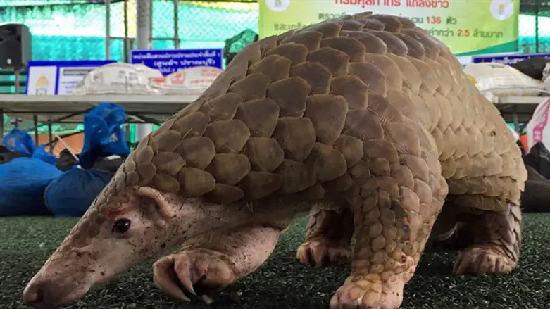 Pangolin