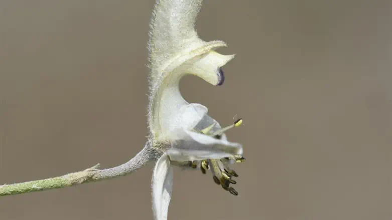 בר דרבן הסירה