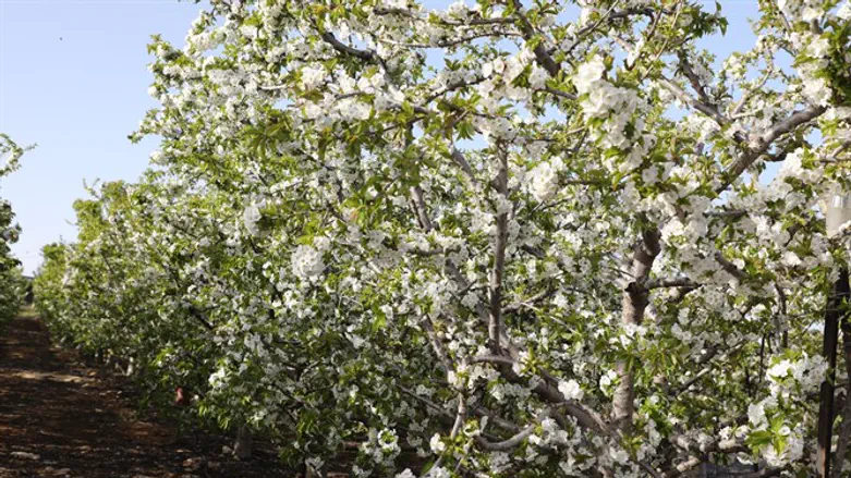 Cherry trees in Gush Etzion