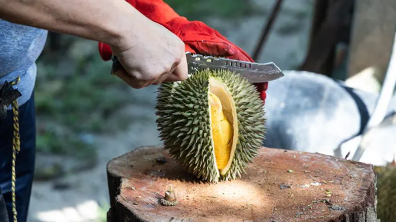 פרי טעים- ריח מזעזע