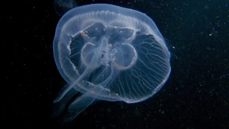 מעכשיו עם שמות עבריים