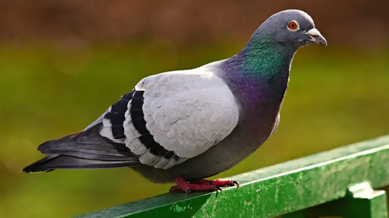 הרחקת יונים