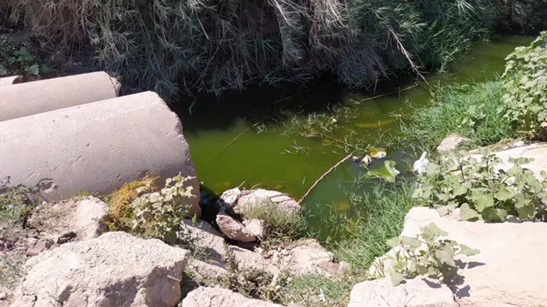 לכלוך וזוהמה בנחל אלכסנדר