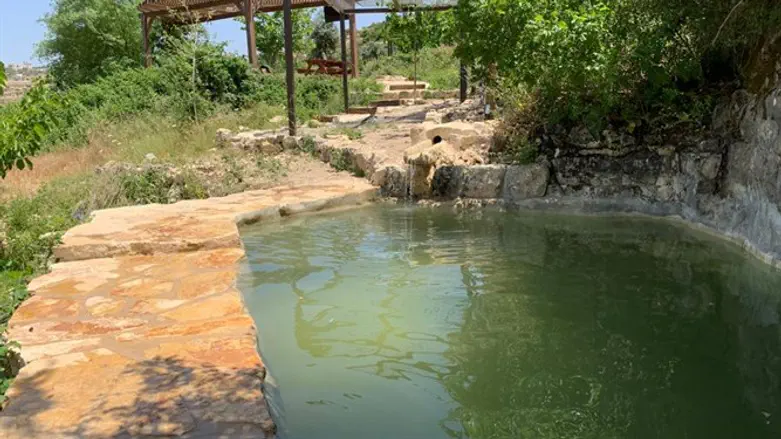 אוצרות מהטבע בטלמון