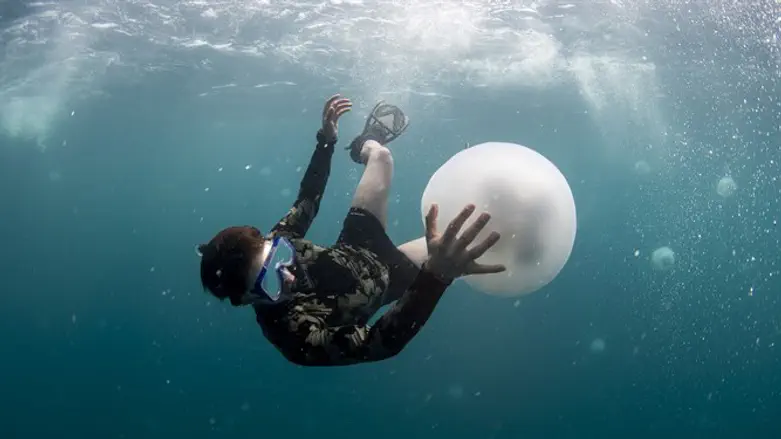 large jellyfish off Haifa coast