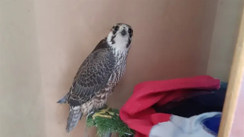 בז מצוי שהוחזק באופן לא חוקי