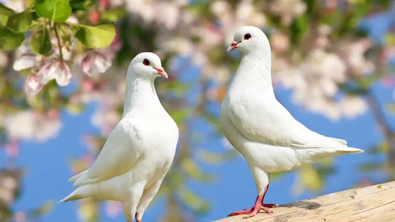 בקיץ הזה תלבשי לבן