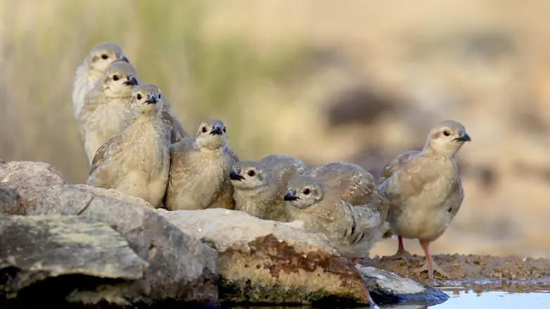 אפרוחי חוגלה. אילוסטרציה