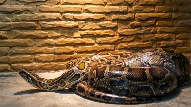 חיית מחמד חמודה?