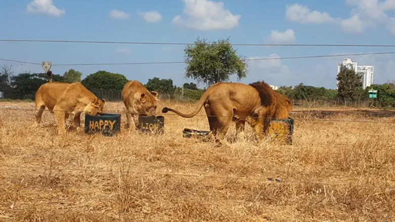 אריות בסאפרי