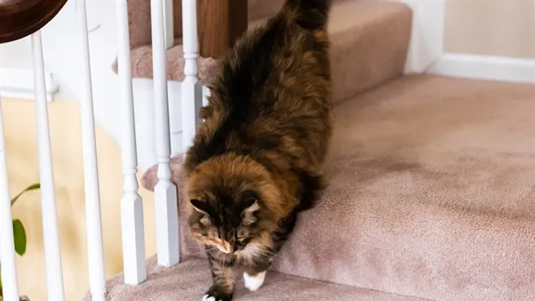 חתול. אילוסטרציה