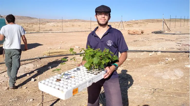חברי תנועת הנוער אריאל מתנדבים בחקלאות