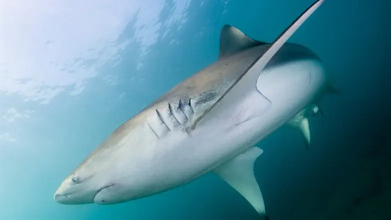 Sharks which have made their home along Israel's shores