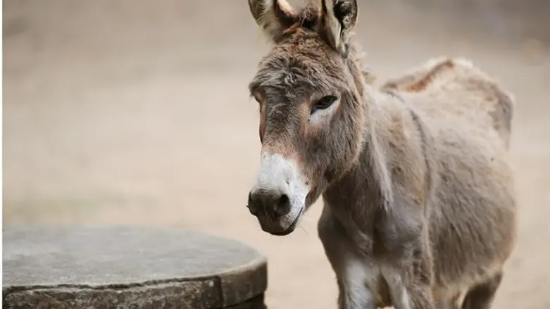Donkey