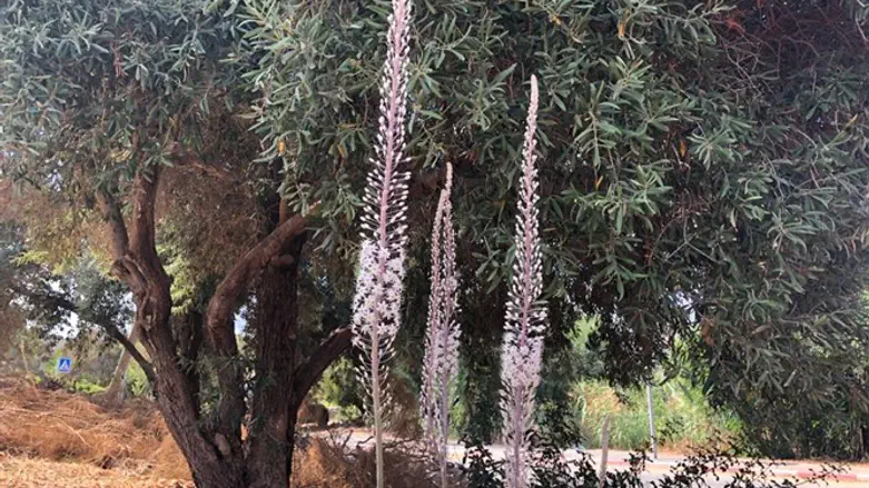 החצבים באים