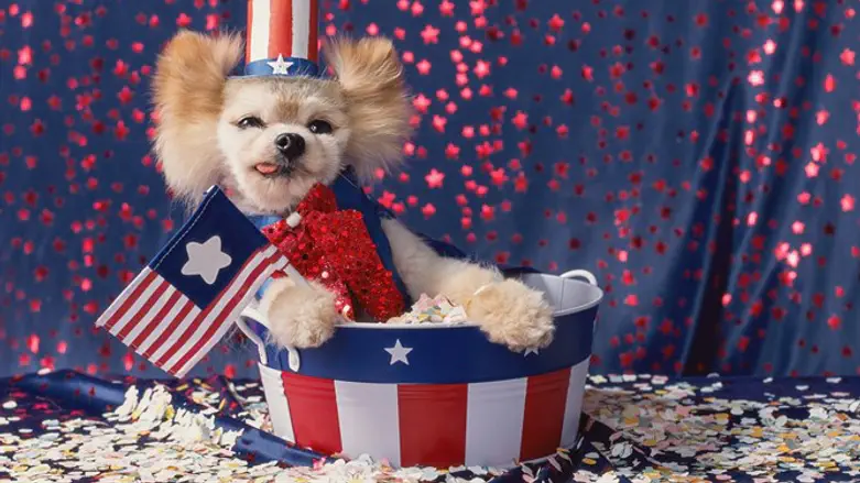 מפלגת הכלבים?