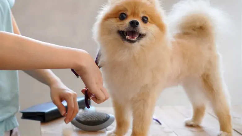 אילוסטרציה