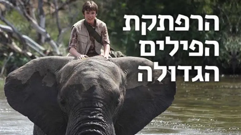 כשילד פוגש פיל