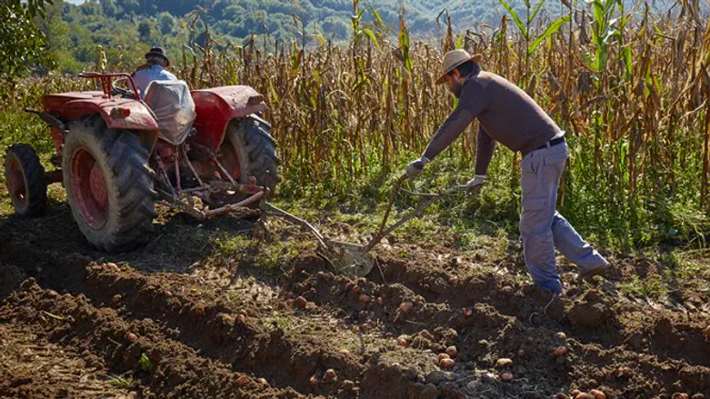אילוסטרציה