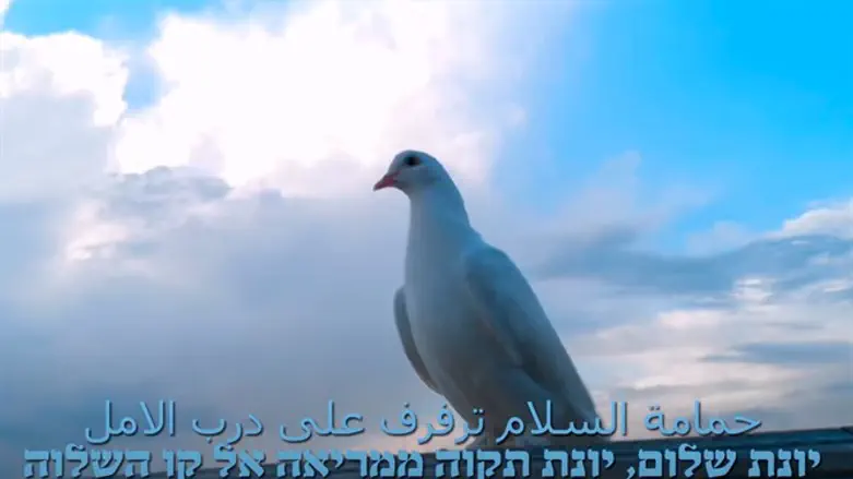 The dove of peace