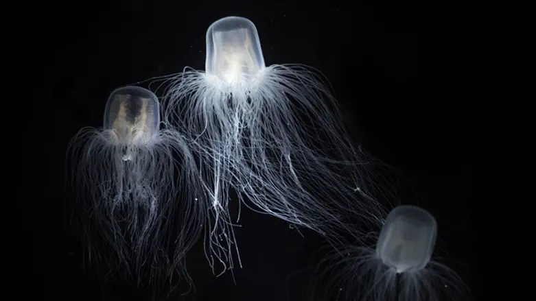 להזדקן ולחזור שוב לילדות