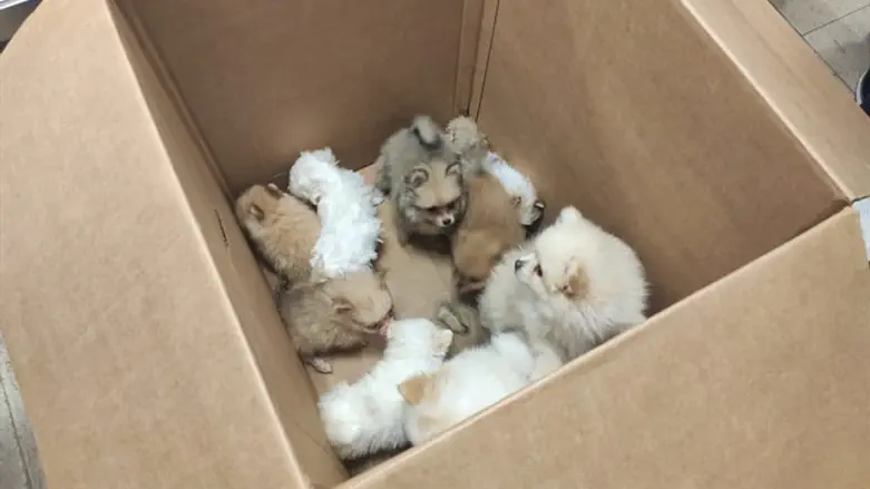 גורי הפומניאן שנמצאו