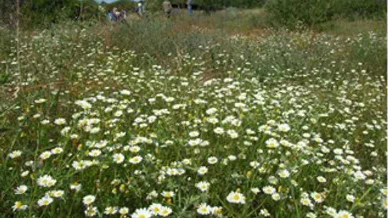 רחובות אל השדות