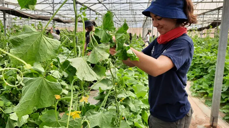 מתנדבים בע''מ